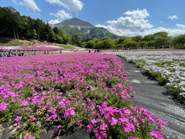 羊山公園