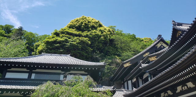 長谷寺
