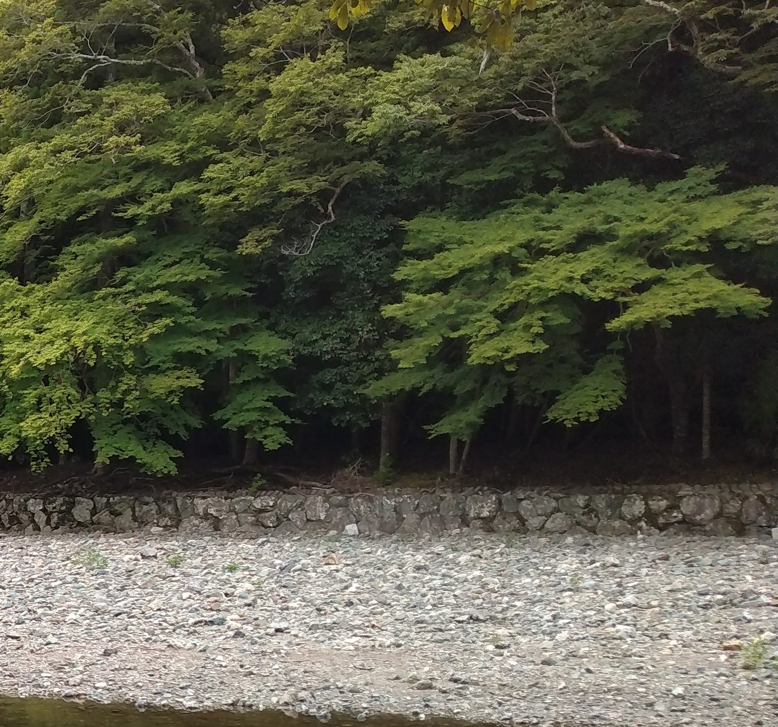 五十鈴川の清流と対岸の杜