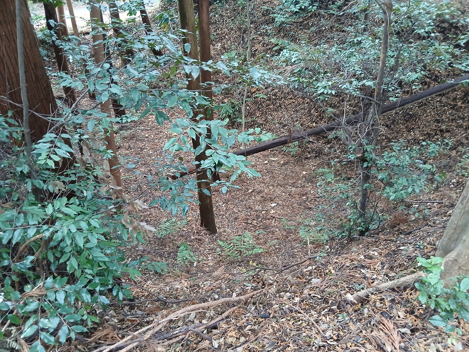 土塁と堀が残る城跡