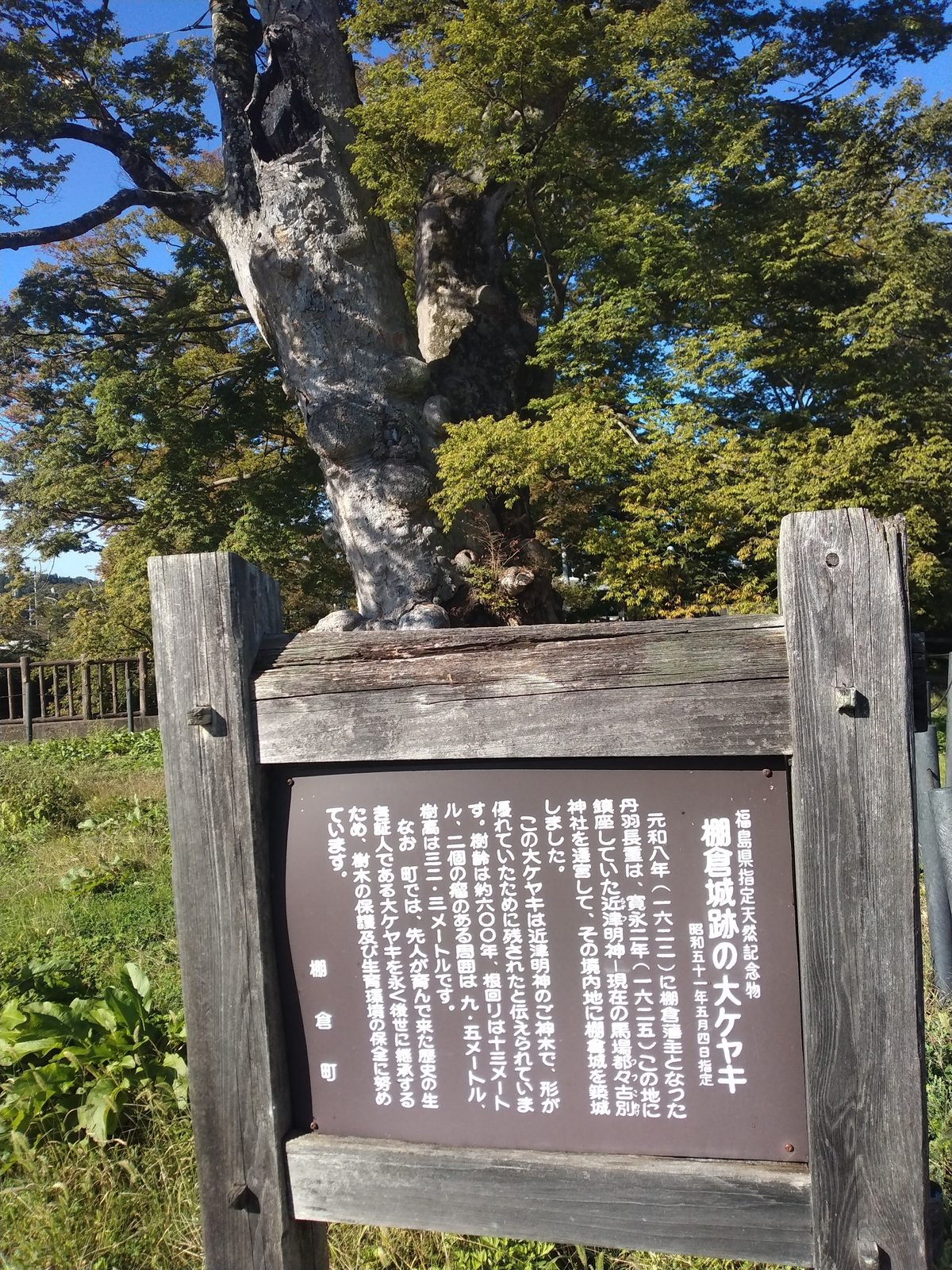 棚倉城の大ケヤキ