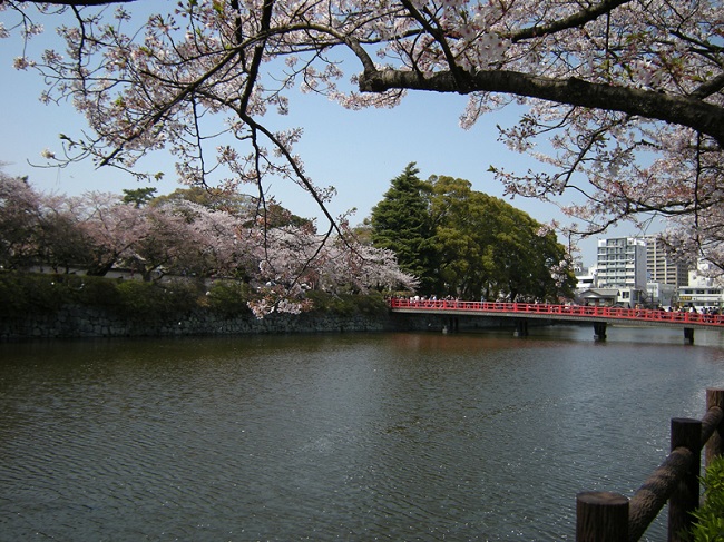 小田原城のお堀と桜