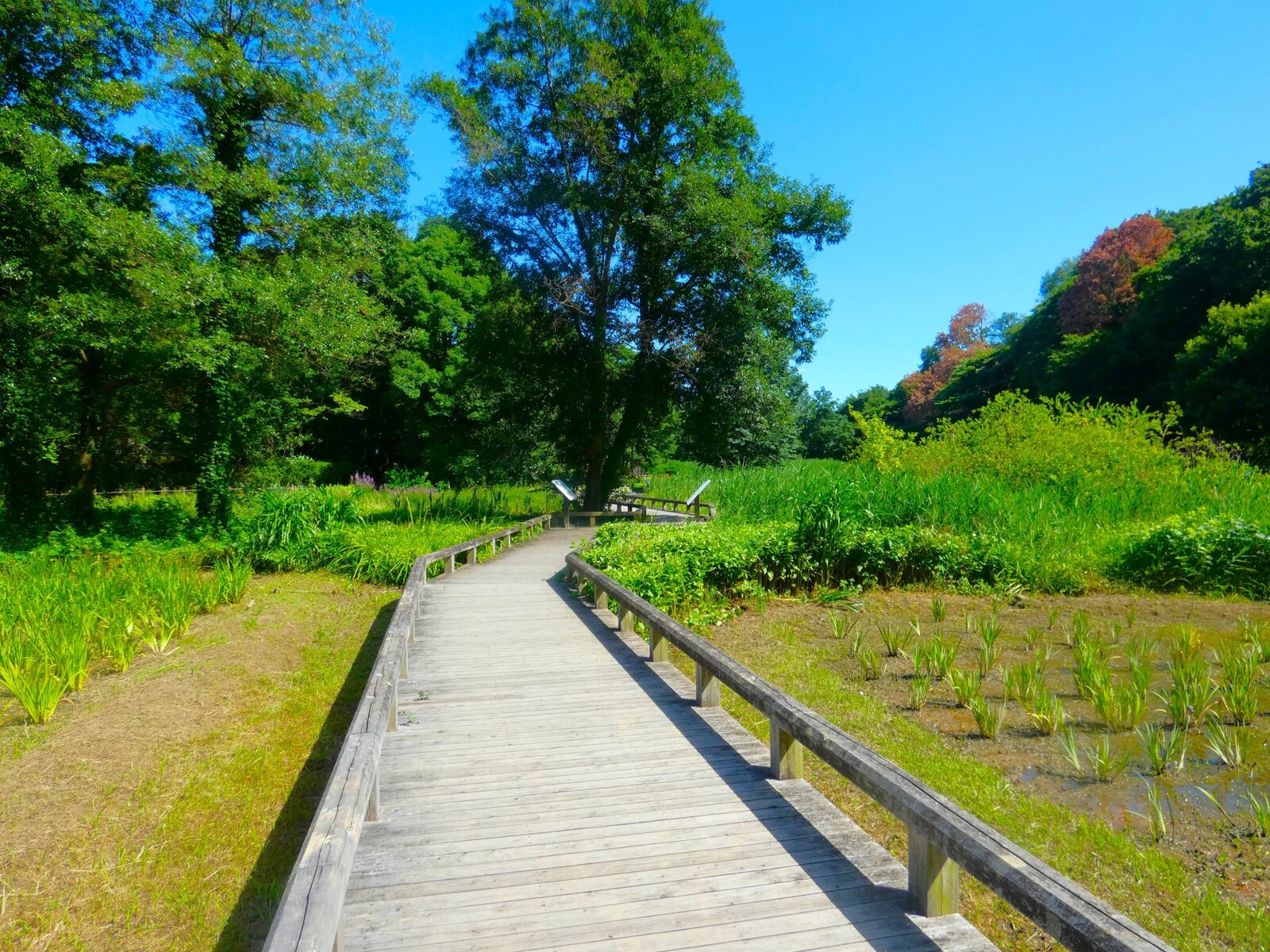 神代植物公園 水生植物園の木道