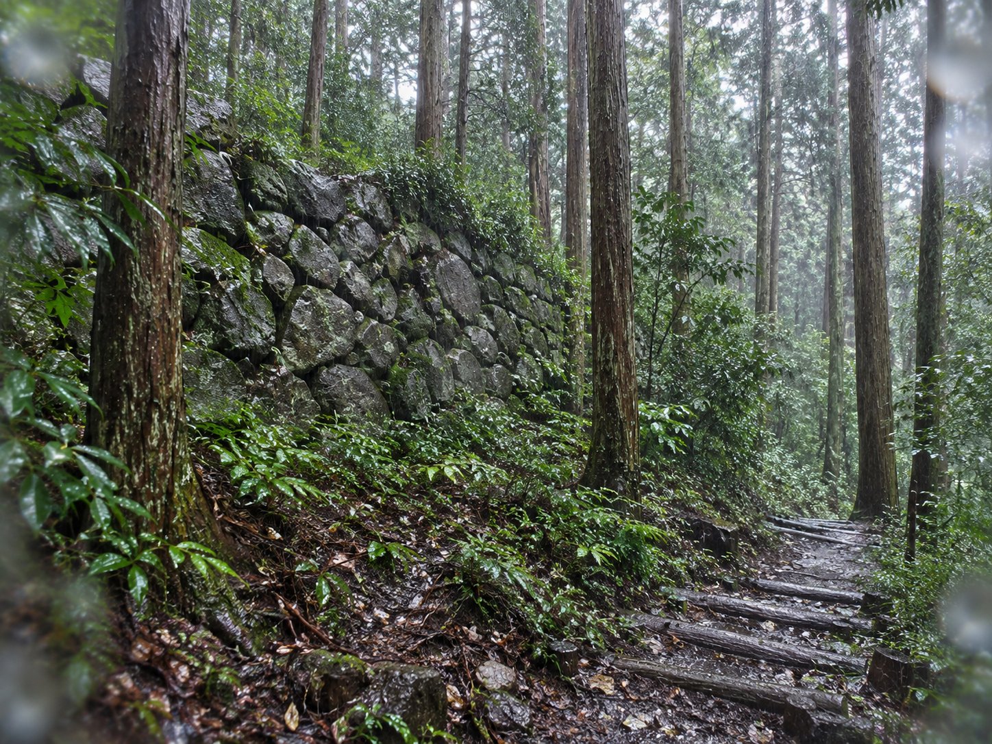 烏山城跡の杉林のなかの山道と石垣