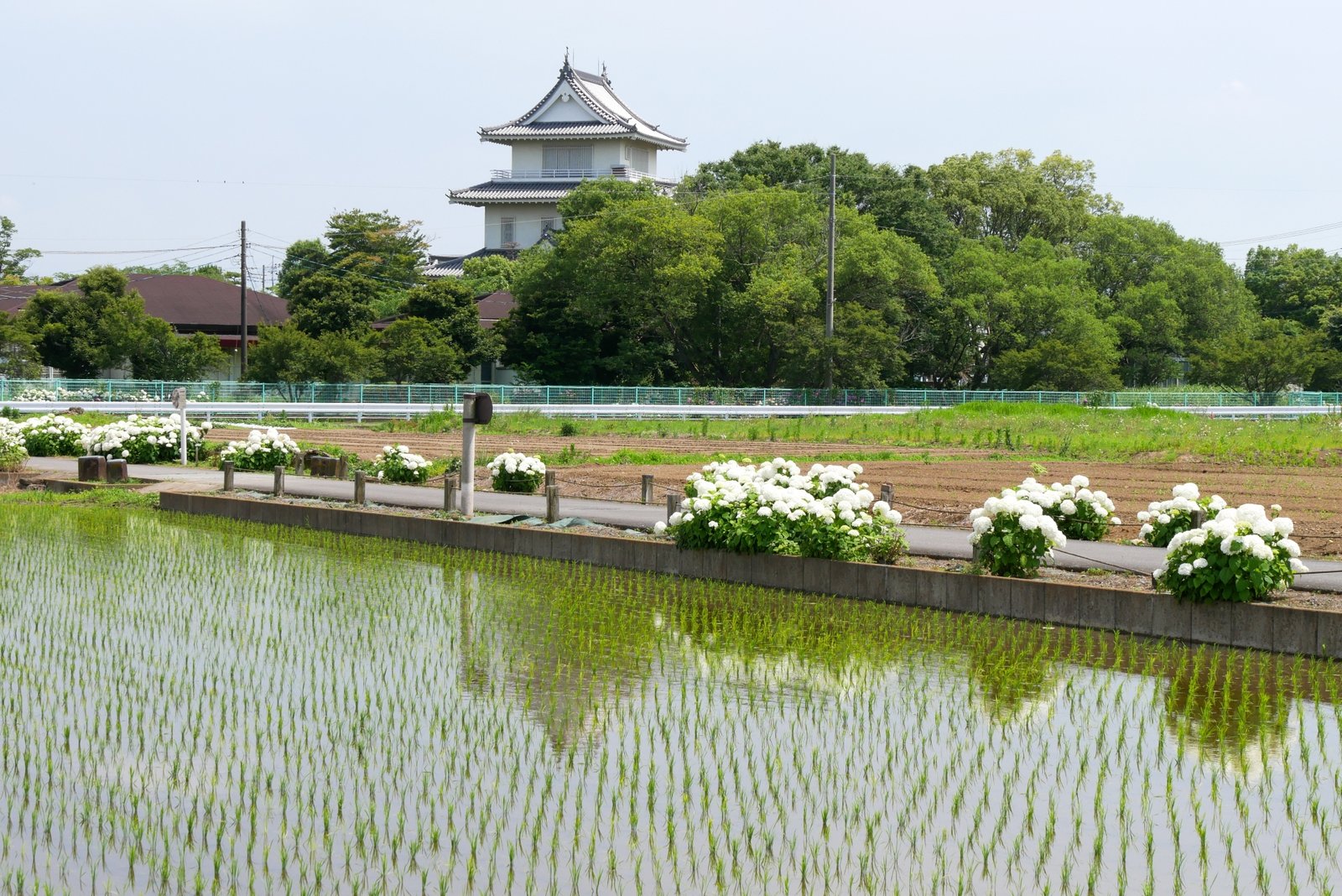 田園ごしに見た騎西城