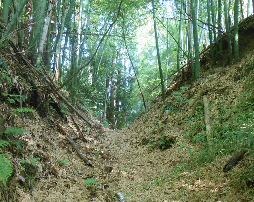 竹林のなかを通る真里谷城跡の堀底の道