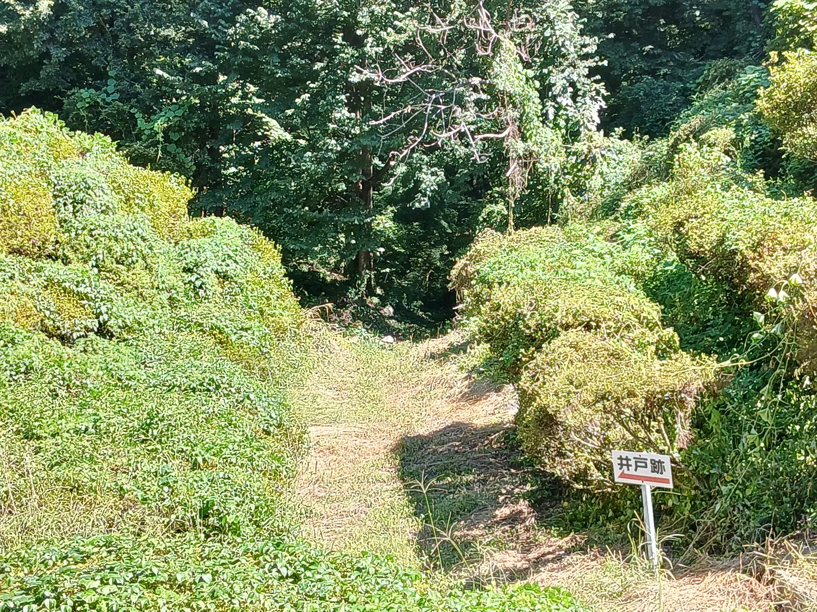 大島城跡・台城公園