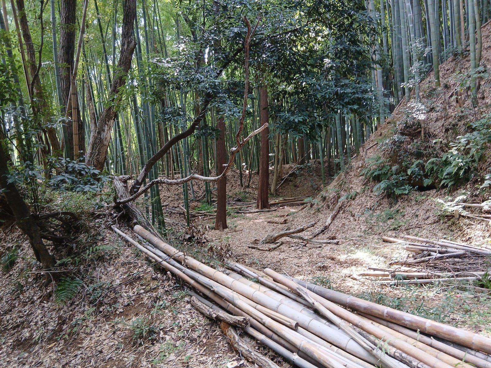 滝山城跡の竹林を通る堀底の道